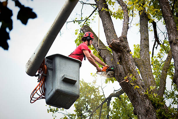 Best Tree and Shrub Care  in Fort Scott, KS